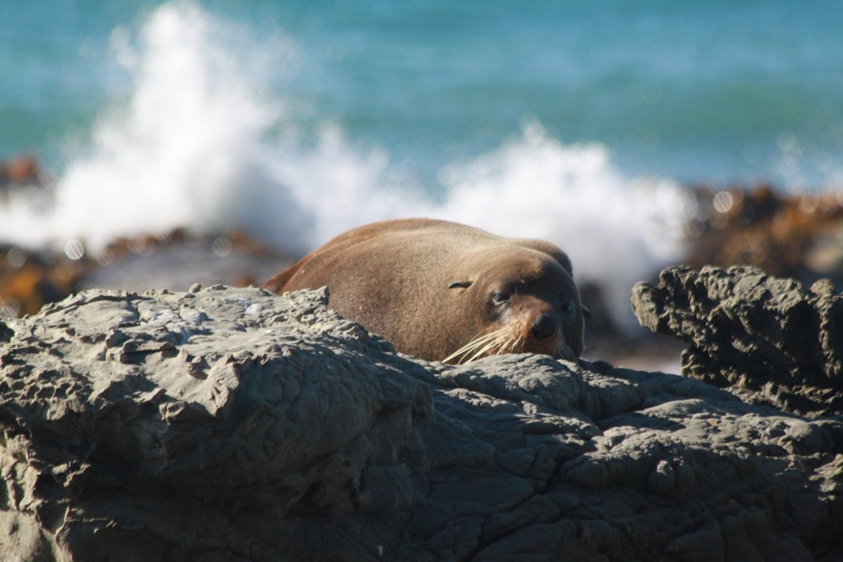 Nouvelle-Zélande : l&rsquo;île du Nord !