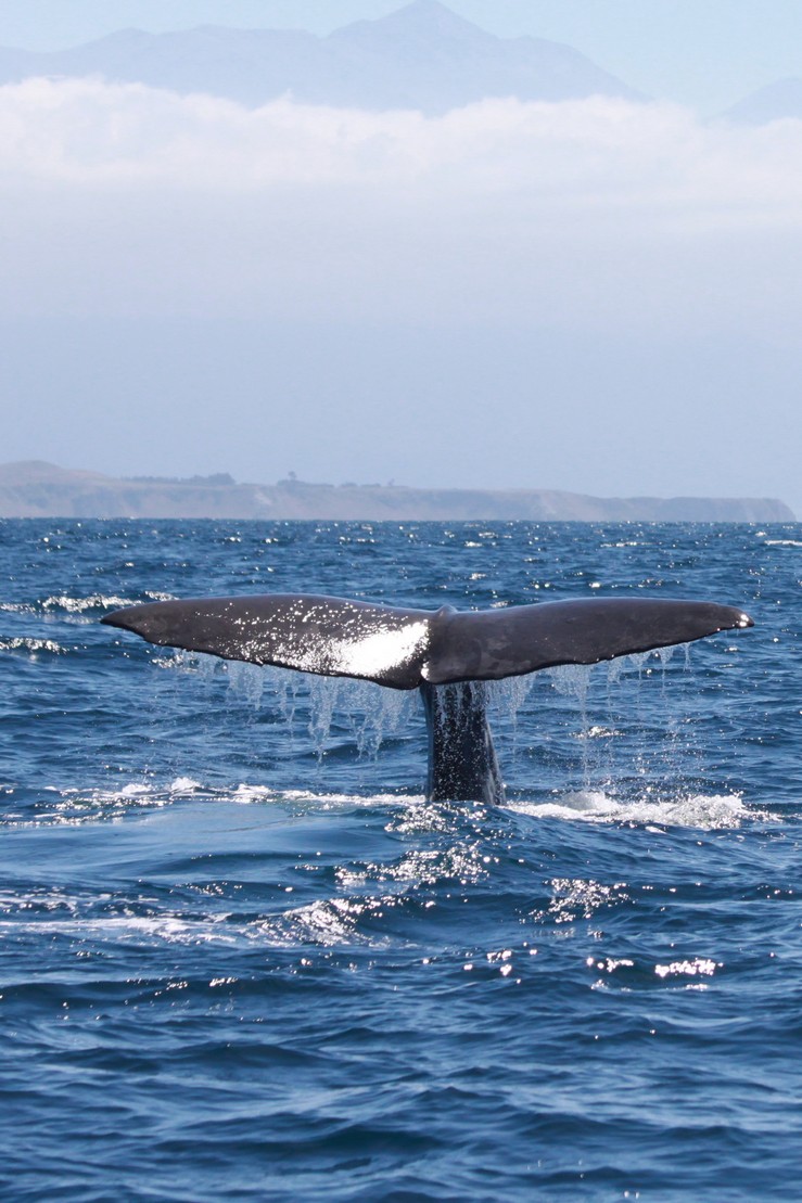 Nouvelle-Zélande : l&rsquo;île du Nord !