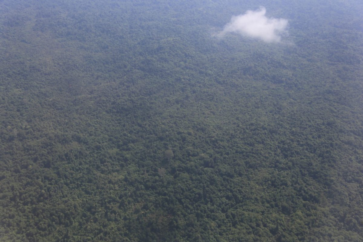 Gunung Mulu national park – là on est vraiment dans la… forêt.