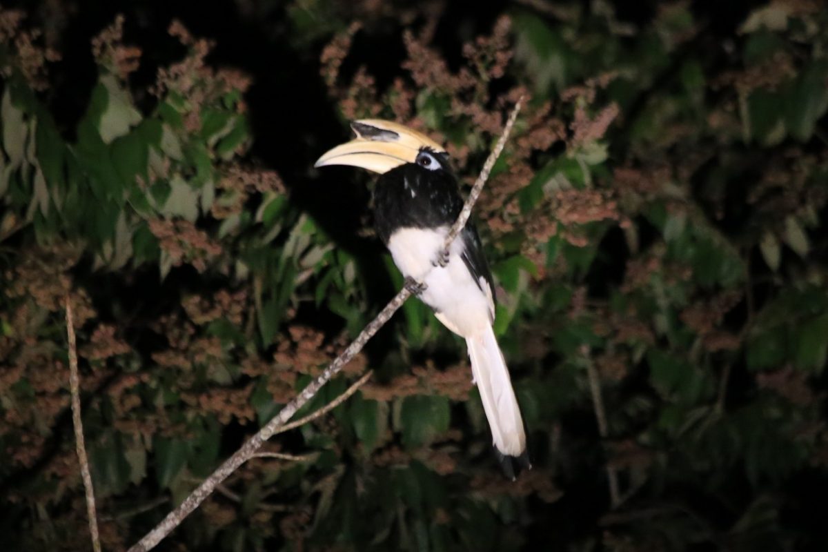 Sur le pont d&rsquo;la rivière K…inabatangan.