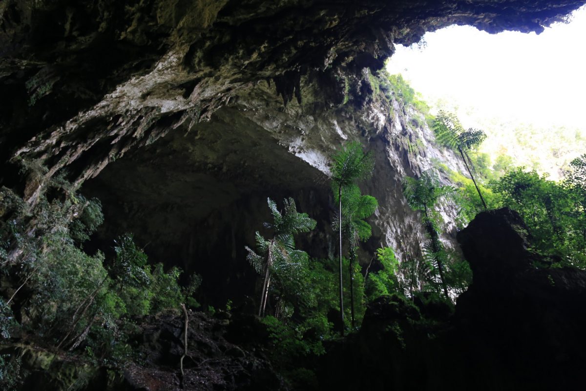 Gunung Mulu national park – là on est vraiment dans la… forêt.