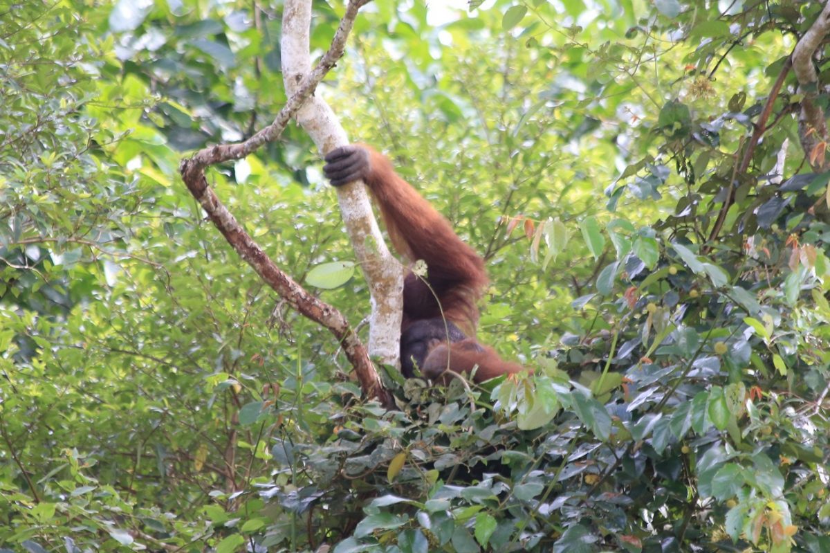 Sur le pont d&rsquo;la rivière K…inabatangan.