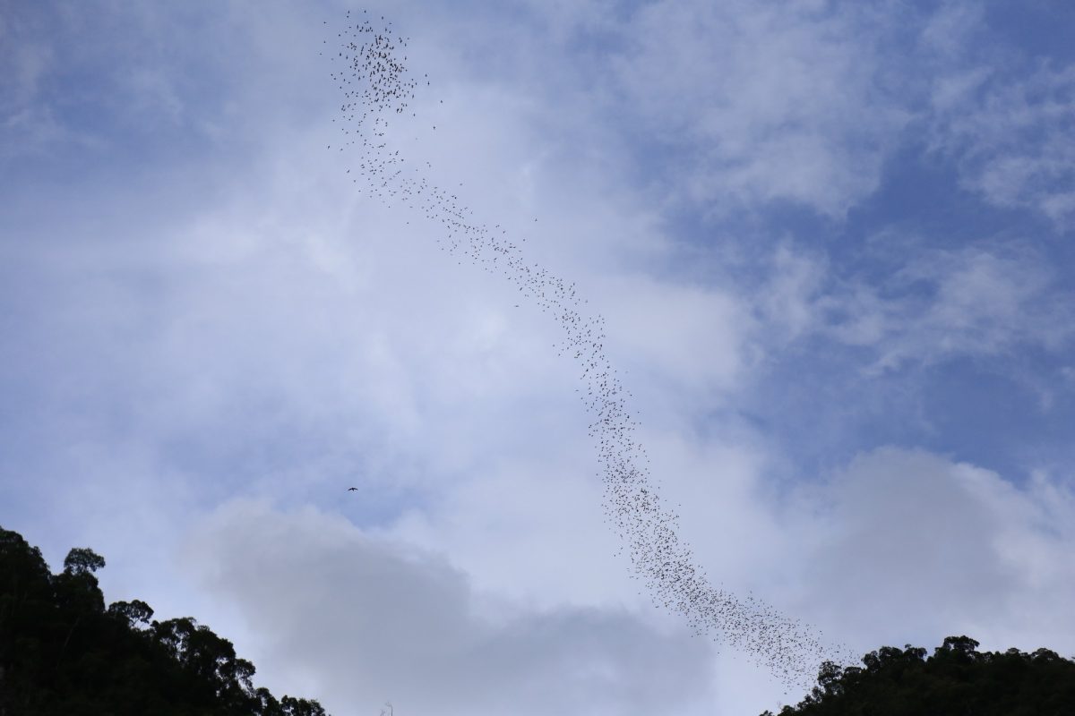 Gunung Mulu national park – là on est vraiment dans la… forêt.