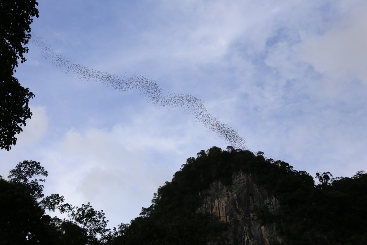 Gunung Mulu national park – là on est vraiment dans la… forêt.
