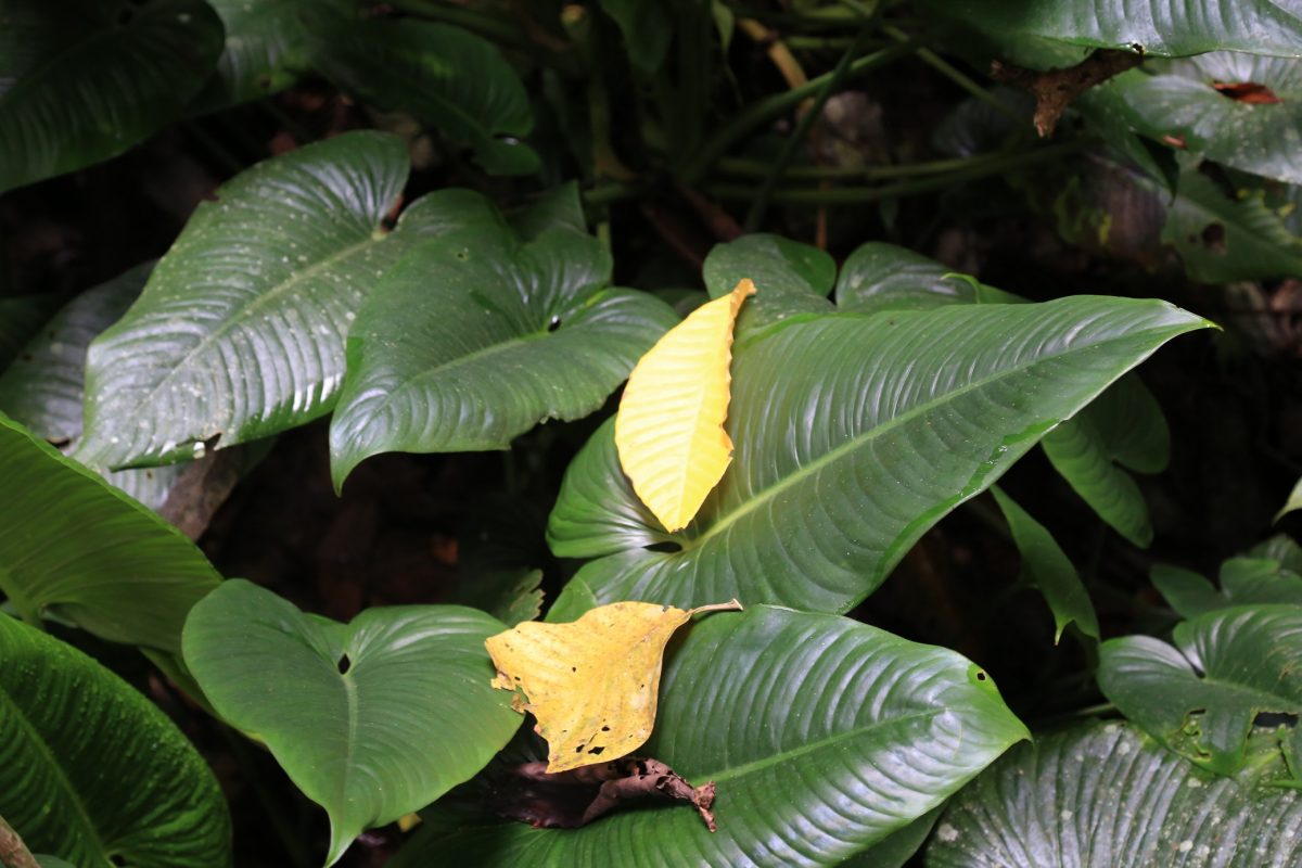 Gunung Mulu national park – là on est vraiment dans la… forêt.