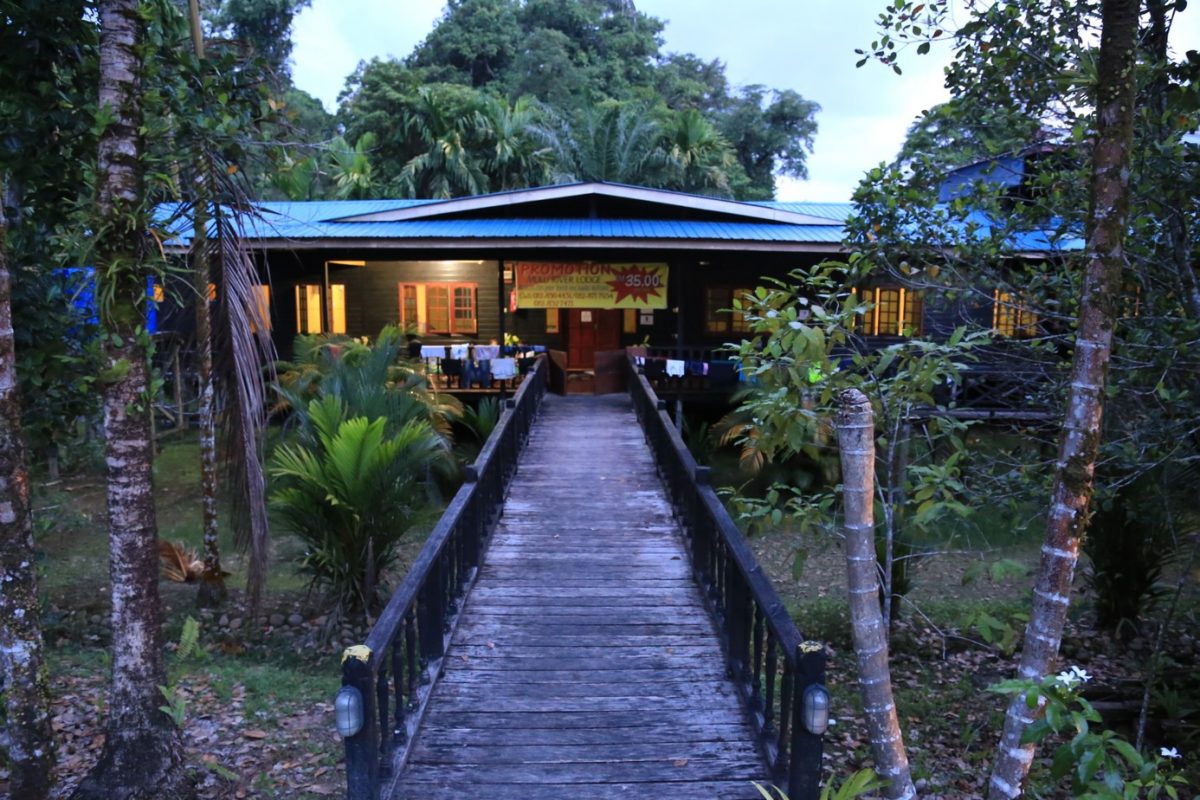Gunung Mulu national park – là on est vraiment dans la… forêt.