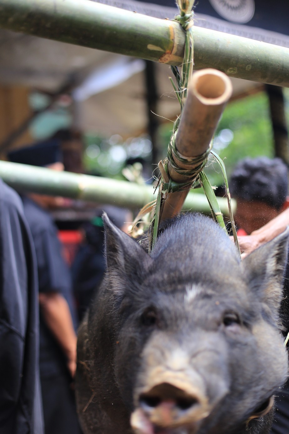 Rantepao, bienvenu en pays Toraja, ici on fait dans la boucherie et la charpente.