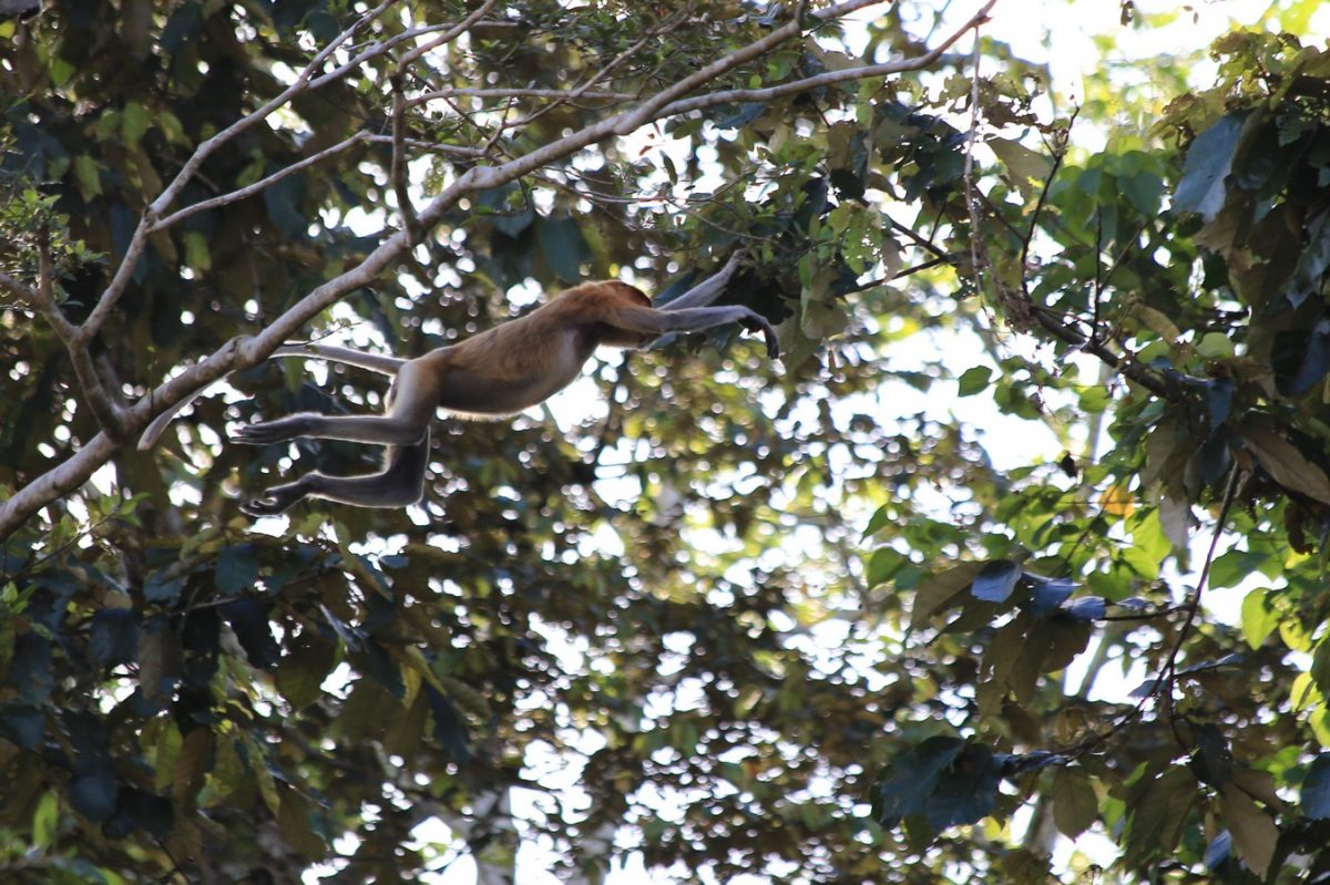 Sur le pont d&rsquo;la rivière K…inabatangan.