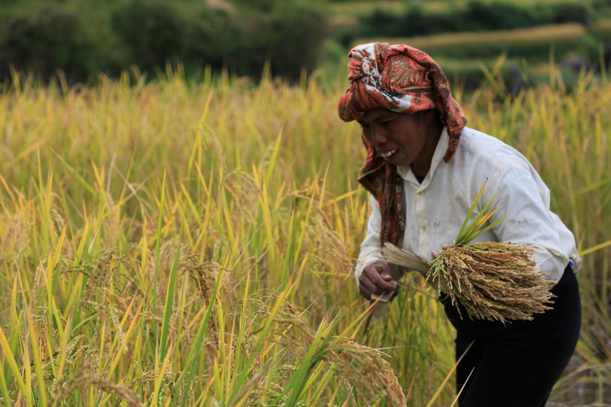 Rantepao, bienvenu en pays Toraja, ici on fait dans la boucherie et la charpente.