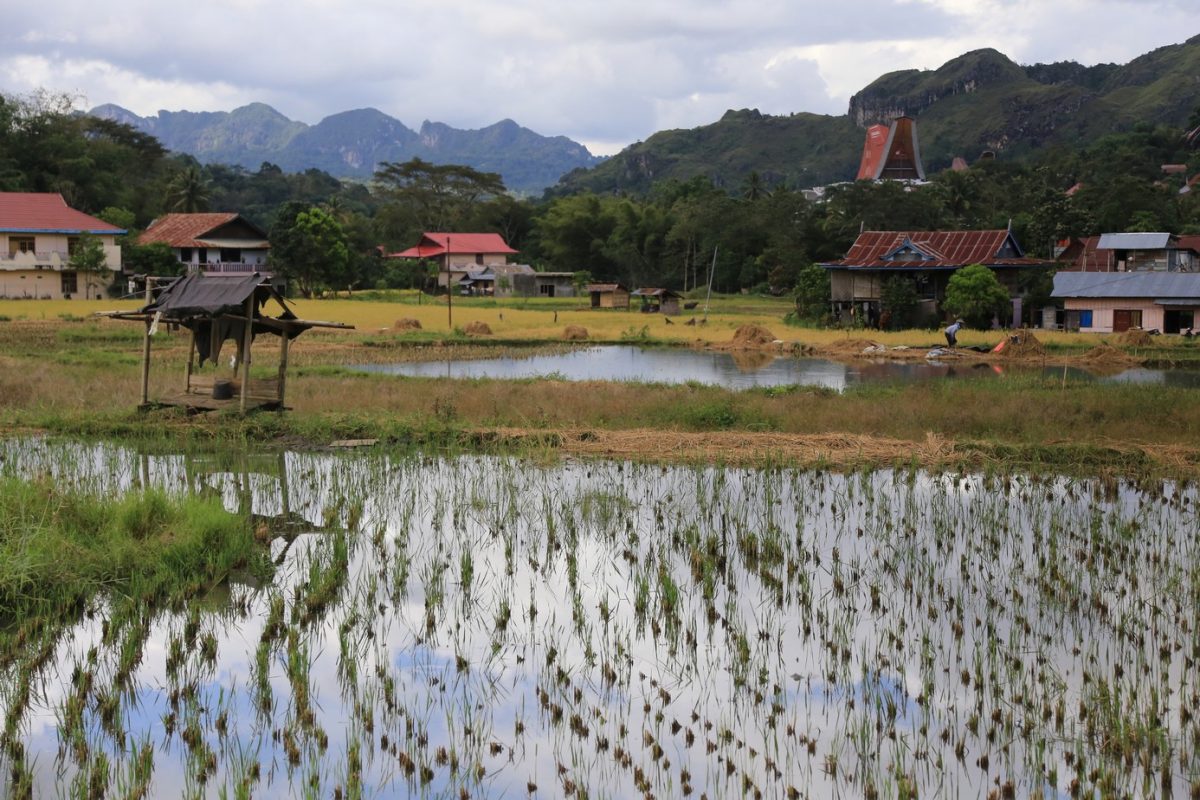 Rantepao, bienvenu en pays Toraja, ici on fait dans la boucherie et la charpente.