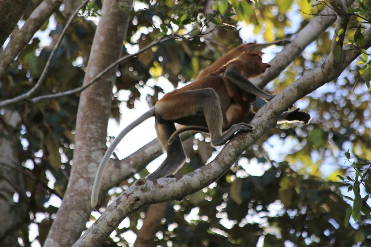 Sur le pont d&rsquo;la rivière K…inabatangan.