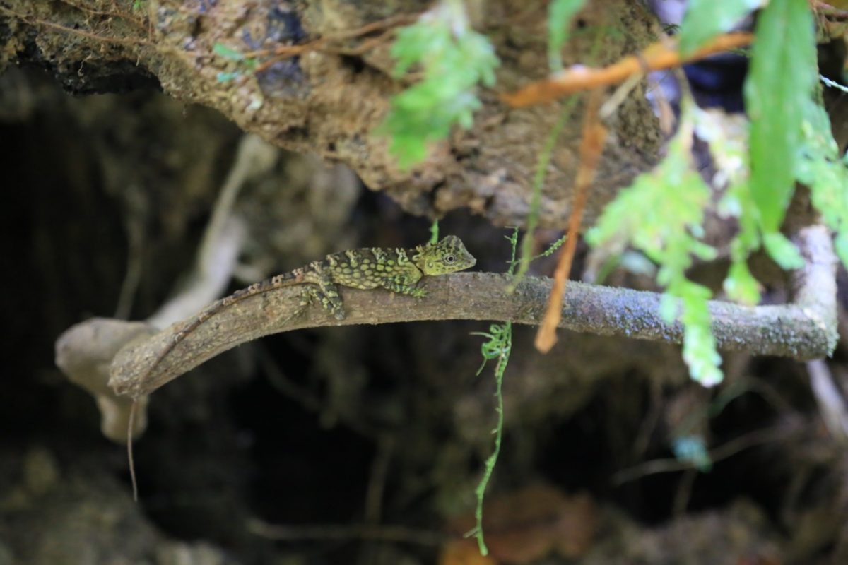 Gunung Mulu national park – là on est vraiment dans la… forêt.