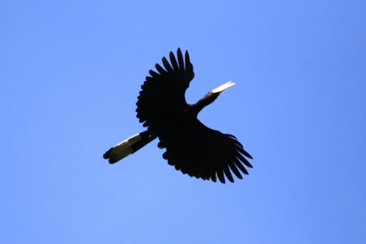 Sur le pont d&rsquo;la rivière K…inabatangan.