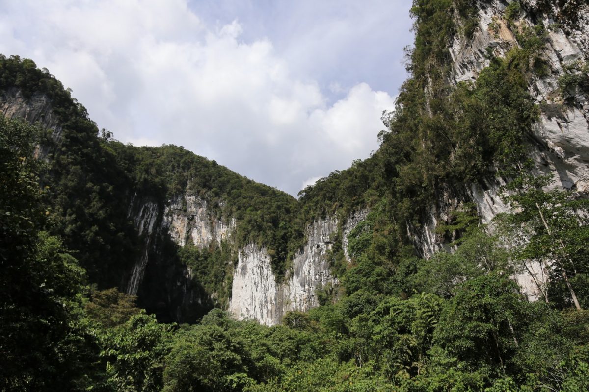 Gunung Mulu national park – là on est vraiment dans la… forêt.