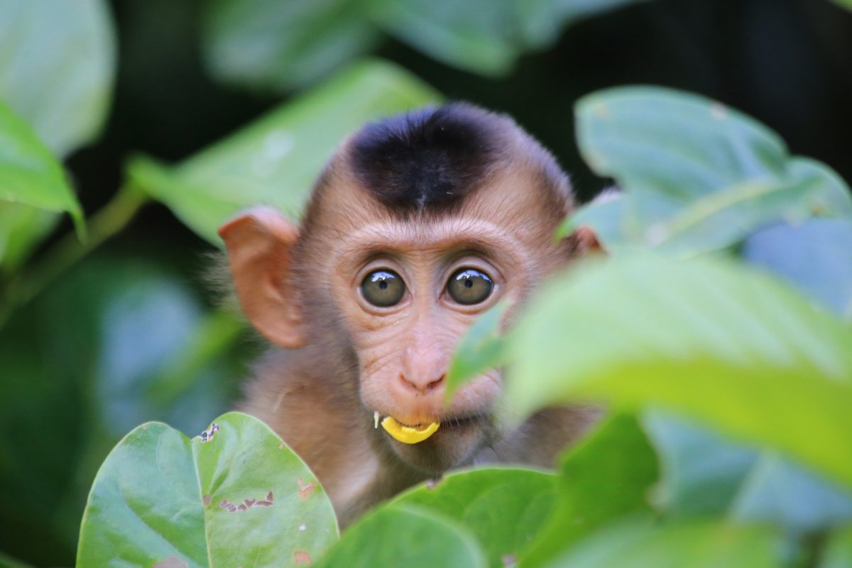 Sur le pont d&rsquo;la rivière K…inabatangan.
