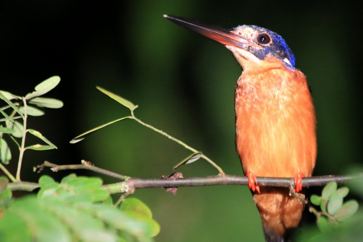 Sur le pont d&rsquo;la rivière K…inabatangan.