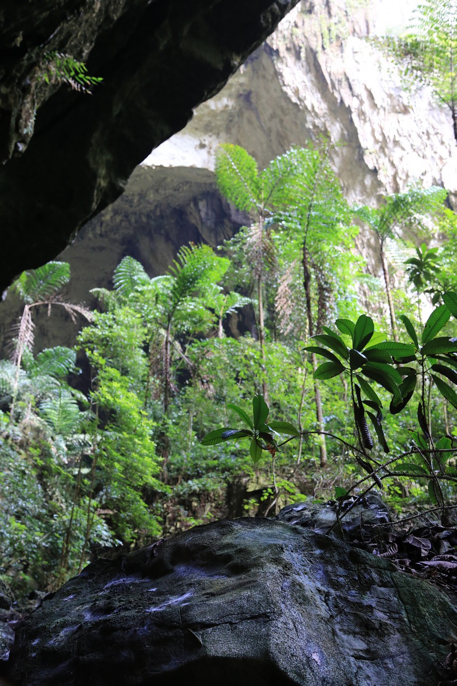 Gunung Mulu national park – là on est vraiment dans la… forêt.