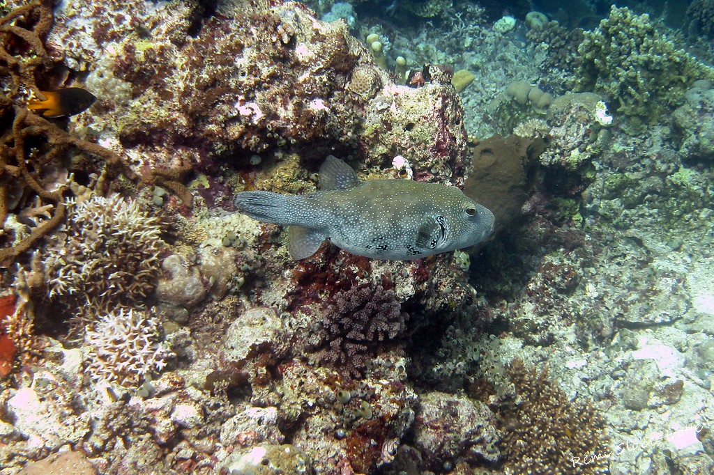 Les Togians, ça se mérite…mais quand on y est on est content !