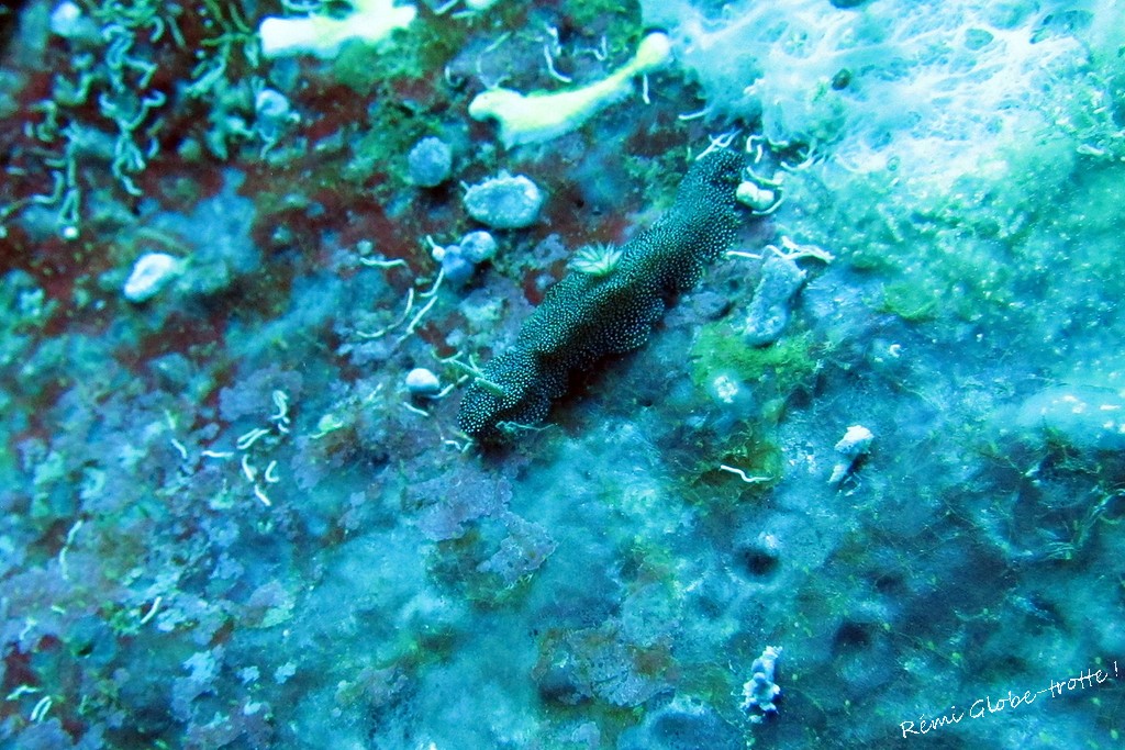 Les Togians, ça se mérite…mais quand on y est on est content !