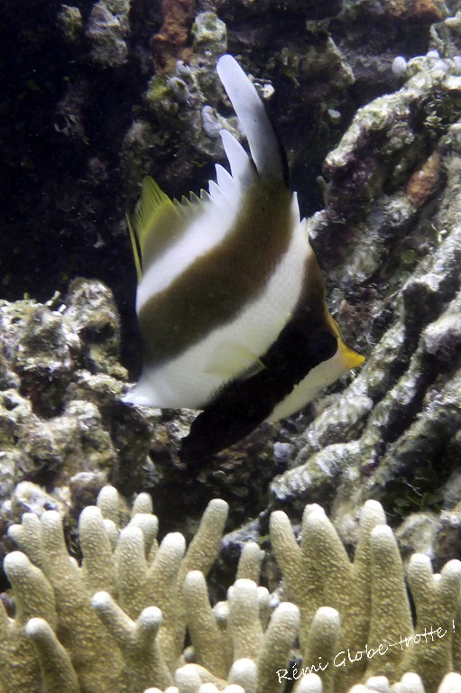 Les Togians, ça se mérite…mais quand on y est on est content !