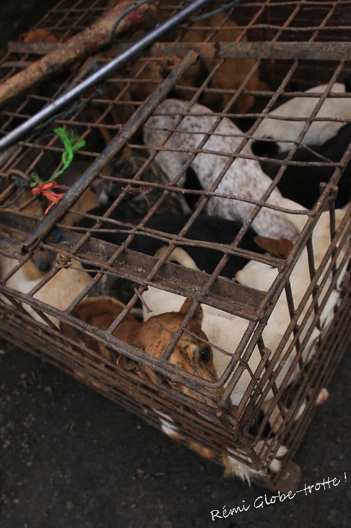Tomohon, entre volcans et marché improbable…
